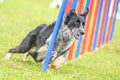 Dogs practicing the sport of Agility