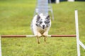 Dogs practicing the sport of Agility