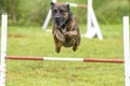 Dogs practicing the sport of Agility