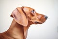 a dogs profile, its ears perked up, listening Royalty Free Stock Photo