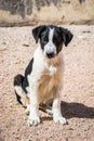 Dogs protected against killing and poisoning in dog shelter in Aqaba, Jordan