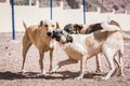 Dogs protected against killing and poisoning in dog shelter in Aqaba, Jordan