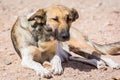 Dogs protected against killing and poisoning in dog shelter in Aqaba, Jordan