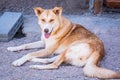 Dogs protected against killing and poisoning in dog shelter in Aqaba, Jordan