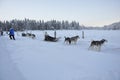 Dogs pulling the sled in the snow in Finnish Lapland, without dogs, it would not be possible to live here