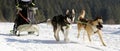 Dogs pulling sleigh during sledding race