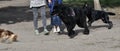 3 dogs racing on a dog park Royalty Free Stock Photo