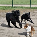 3 dogs racing on a dog park Royalty Free Stock Photo