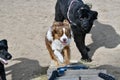 3 dogs racing on a dog park Royalty Free Stock Photo