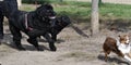 3 dogs racing on a dog park Royalty Free Stock Photo