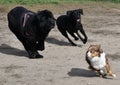 3 dogs racing on a dog park Royalty Free Stock Photo