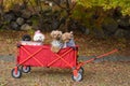 The dogs in a red cart with autumn park Royalty Free Stock Photo