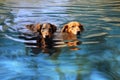 dogs reflection in pool water with ripples