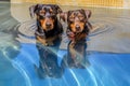 dogs reflection in pool water with ripples