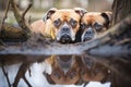 dogs reflection visible in a still section of a brook