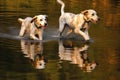 dogs reflection in water while chasing its tail