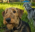 Dogs relax in grassy backyard on summer eve Royalty Free Stock Photo