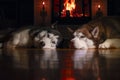 Dogs relaxing by the Fireside