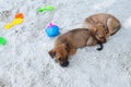 Dogs relaxing and resting , lying on the sand at the beach on summer vacation holidays Royalty Free Stock Photo