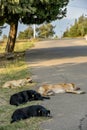 Dogs resting in the Tbilisi, Republic of Gerogia Royalty Free Stock Photo