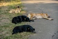 Dogs resting in the Tbilisi, Republic of Gerogia Royalty Free Stock Photo