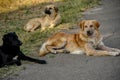 Dogs resting in the Tbilisi, Republic of Gerogia Royalty Free Stock Photo