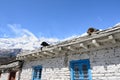 Dogs resting on the white stone house roof high in mountains