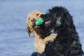 Dogs Retreiving the Same Ball in the Water
