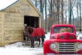 Dogs in retro red truck by horses Royalty Free Stock Photo