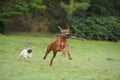 Dogs Rhodesian Ridgeback & Pug playing
