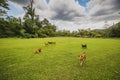 Dogs romp in the yard Royalty Free Stock Photo