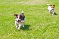 2 dogs run with a stick in their mouths and cheer