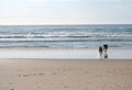 Dogs running on beach Royalty Free Stock Photo
