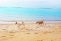 Dogs running on the beach, Cute dogs enjoy playing on beach Royalty Free Stock Photo