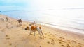 Dogs running on the beach, Cute dogs enjoy playing on beach Royalty Free Stock Photo