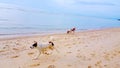 Dogs running on the beach, Cute dogs enjoy playing on beach Royalty Free Stock Photo