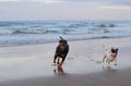 Dogs running on the beach Royalty Free Stock Photo