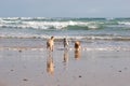 Dogs running into ocean