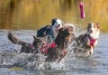 Dogs Running and Playing in water Royalty Free Stock Photo
