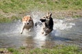 Dogs running side by side Royalty Free Stock Photo