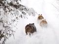 Dogs running in snow