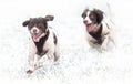 Dogs running in snow Royalty Free Stock Photo