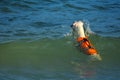 Dogs running and swimming, the beach in the tropical sea is a lovely sight