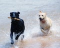 Dogs running through water