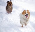 Dogs running in the white snow