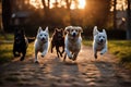 dogs running yard Three husky 1 pet green dog rottweiler many play group grass animal beagle park pedigree alaskan friendship