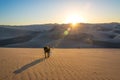 Dogs on Sand Dunes Royalty Free Stock Photo
