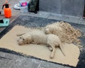 Dogs from sand