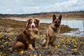 Dogs on sand pit and glade of yellow flowers. Aussie puppy and adult shepherd. Two German and Australian Shepherds are sitting on