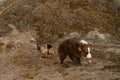 Dogs on sand quarry and glade of yellow primrose flowers at back. Aussie puppy and adult shepherd. Two German and Australian